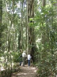 rainforest at Binna Burra