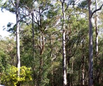 Toohey
                                                          Forest