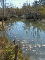 lagoon at Karawatha