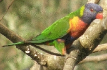 rainbow lorkeet