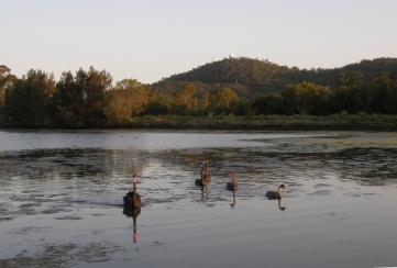 Eagleby
                      Wetlands