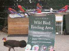 wild bird feeding
                                      area