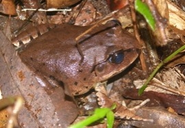 great
                    barred frog