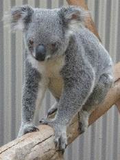 koala at Daisy Hill
