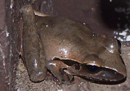 broad-palmed rocket frog Litpria
                  latopalmata