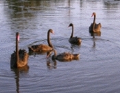 black swans at Eagleby Wetlands