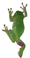 treefrog
                    climbing