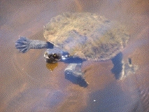 short-necked turtle